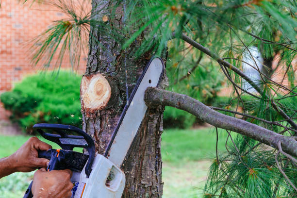 How Our Tree Care Process Works  in  Florham Park, NJ